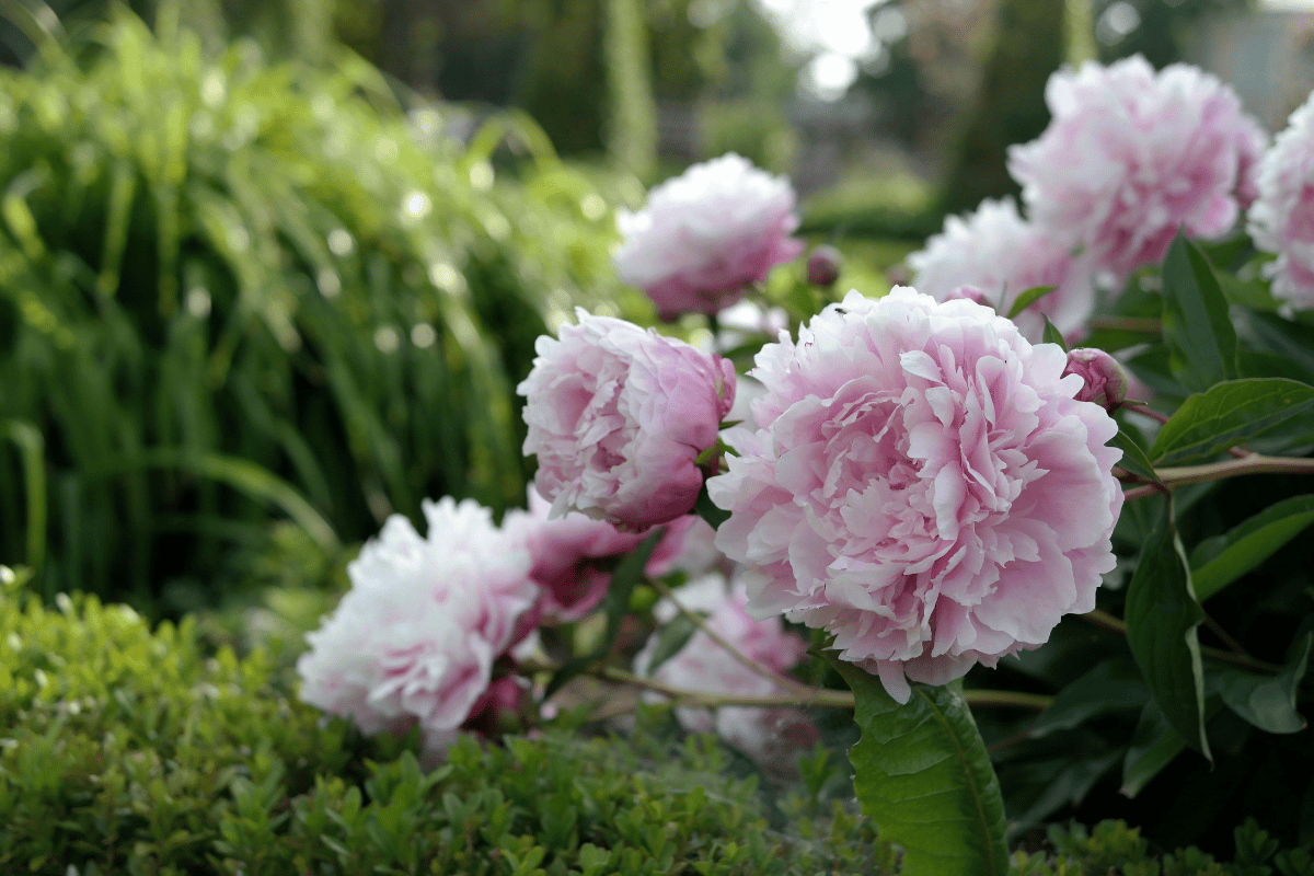 How to grow and care for peonies.png